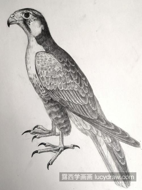 素描鸟类怎么绘制 素描鸟类的羽毛怎么刻画