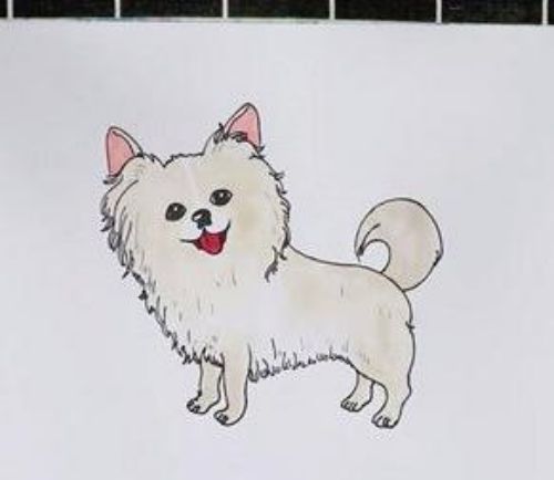 带颜色蝴蝶犬怎么画 彩色可爱蝴蝶犬简笔画绘画教程