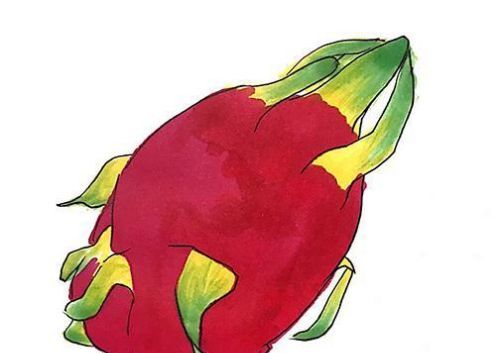 可爱的火龙果简笔画怎么画带步骤 彩色漂亮的火龙果绘制教程