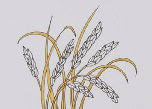 金黄的稻子简笔画图片