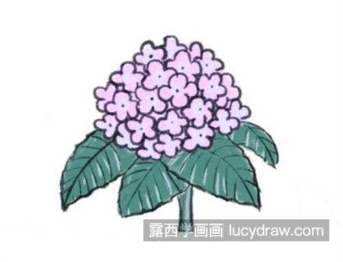 粉嫩好看的绣球花简笔画教程 简单的绣球花怎么画