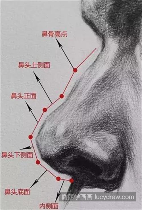 超详细素描五官之鼻子的画法全解析 素描鼻子的画法最全解析