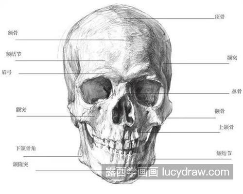 素描人物头像骨骼结构详解图 解密素描头像超全头像结构解析