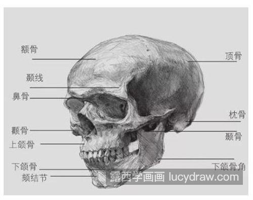 素描头像入门三庭五眼与头部透视 素描头像三庭五眼怎么画