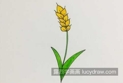 超级简单小麦简笔画画法教程 简单又好看小麦简笔画教学