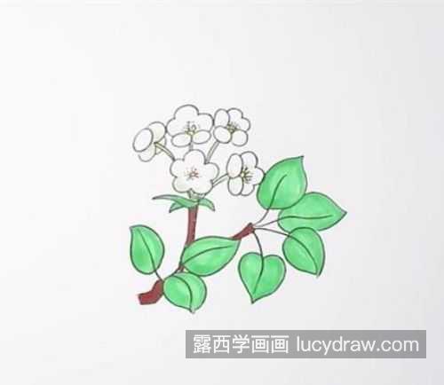 带颜色彩色梨花简笔画图片大全 简单又好看带颜色梅花简笔画教程