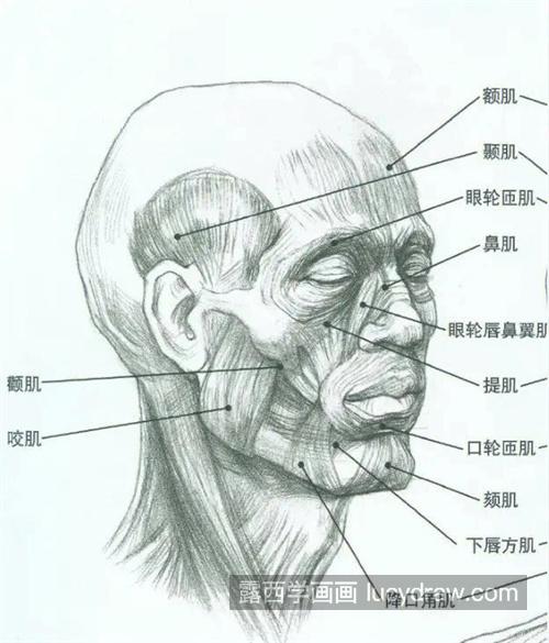 素描头像的“形”该怎么画好画精 画好素描人像需要掌握的起型法