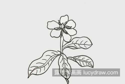 带颜色栀子花简笔画图片大全 简单漂亮栀子花简笔画教程