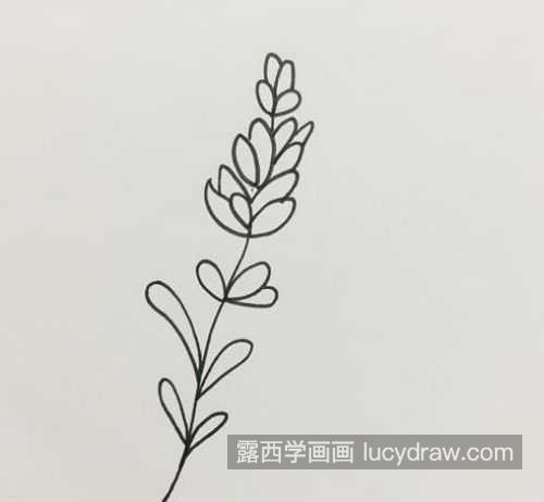 带颜色可爱薰衣草简笔画图片大全 带颜色薰衣草简笔画教程