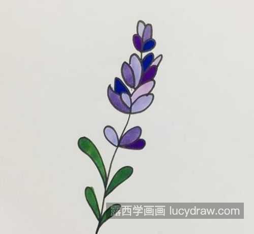 带颜色可爱薰衣草简笔画图片大全 带颜色薰衣草简笔画教程