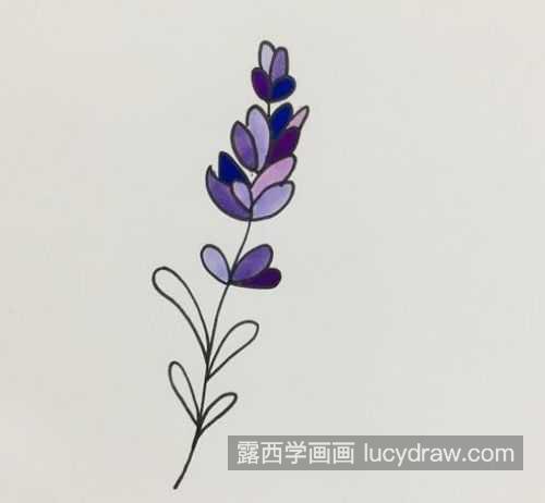 带颜色可爱薰衣草简笔画图片大全 带颜色薰衣草简笔画教程