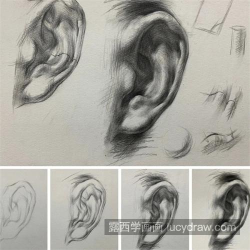 人物素描头像中画耳朵的画法与技巧 基础素描五官耳朵教程