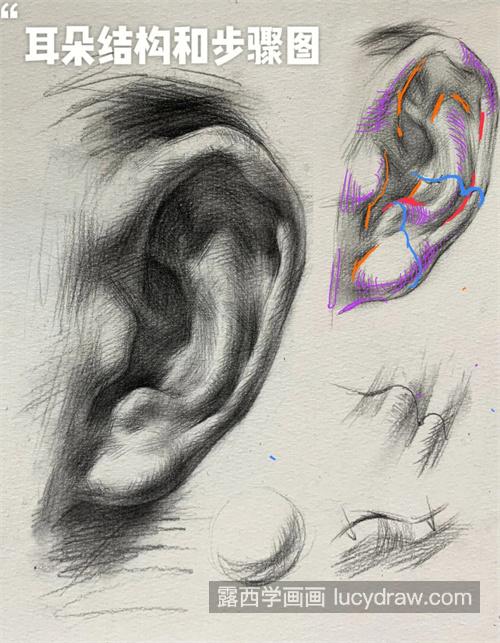 人物素描头像中画耳朵的画法与技巧 基础素描五官耳朵教程