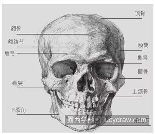 素描头像的基础头骨的理解 解密素描头像超全素描头像结构解析