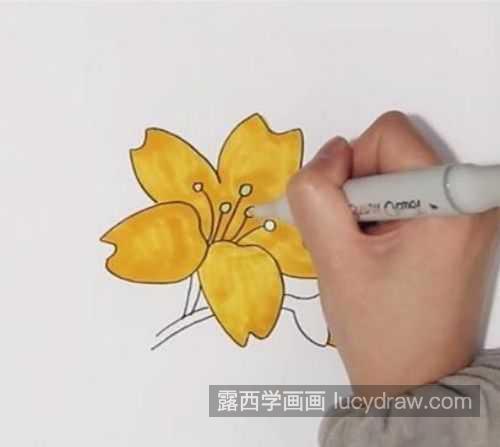 儿童颜色迎春花简笔画怎么涂 带颜色迎春花简笔画图片大全