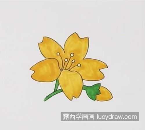 儿童颜色迎春花简笔画怎么涂 带颜色迎春花简笔画图片大全