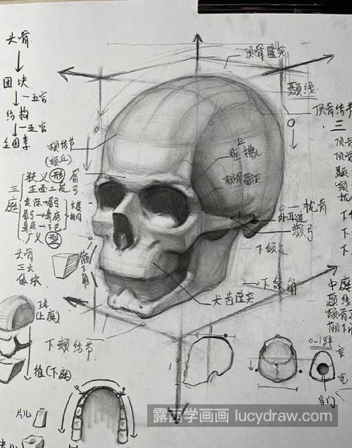 素描头像头部骨骼画法详细讲解 素描头像干货头骨各知识点汇总