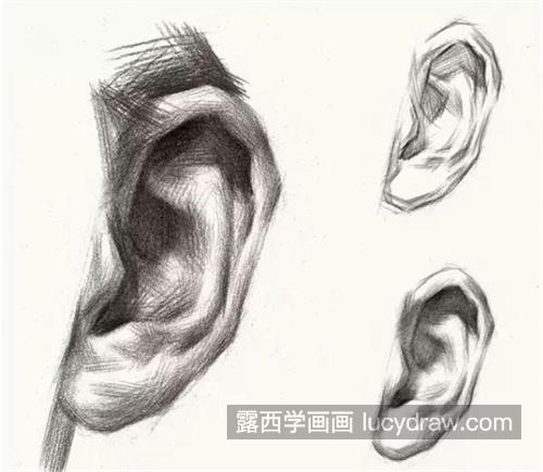 素描头像五官各种耳朵画法大合集 素描头像五官耳朵步骤详解