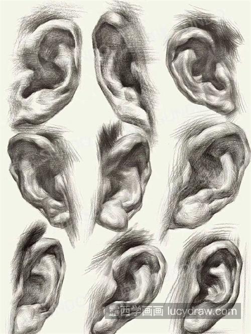 素描头像五官各种耳朵画法大合集 素描头像五官耳朵步骤详解