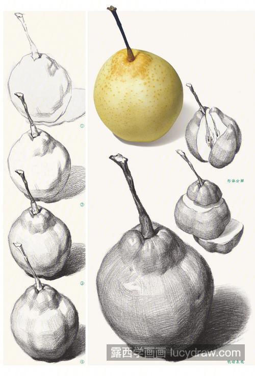 零基础学素描素描单体水果的画法步骤 素描静物苹果和梨的全面解析