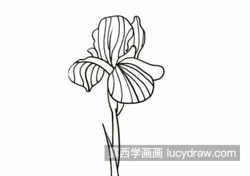 又漂亮又简单鸢尾花的简笔画怎么画 好看又漂亮鸢尾花的简笔画教程