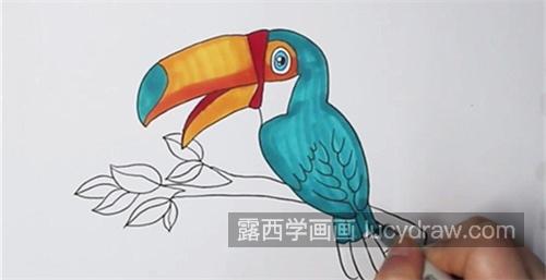 又漂亮又可爱巨嘴鸟简笔画的画法 简单可爱巨嘴鸟简笔画怎么画