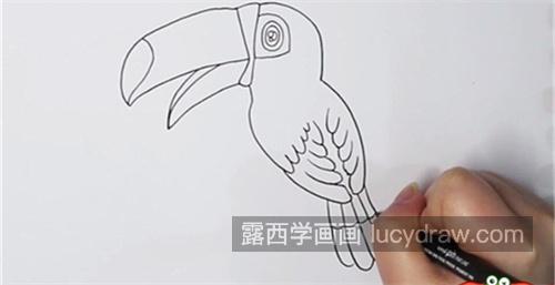 又漂亮又可爱巨嘴鸟简笔画的画法 简单可爱巨嘴鸟简笔画怎么画
