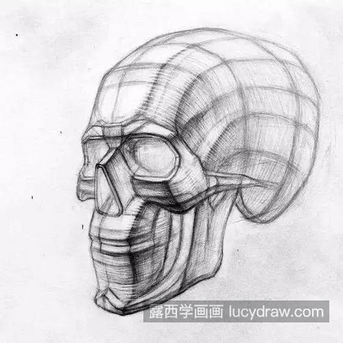 素描头像挤出知识分享 关于素描头像之头部基本比例